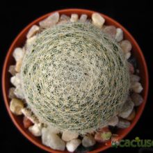 Una foto de Mammillaria lenta