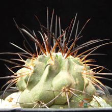 A photo of Copiapoa dealbata