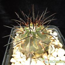 A photo of Copiapoa dealbata