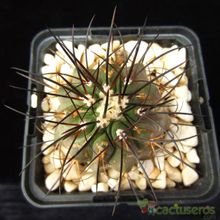 A photo of Copiapoa dealbata