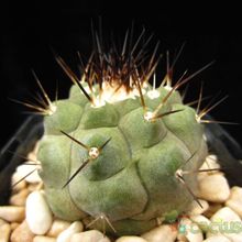 A photo of Copiapoa gigantea