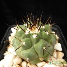 A photo of Copiapoa gigantea