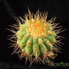 A photo of Copiapoa gigantea