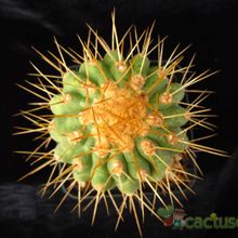 A photo of Copiapoa gigantea