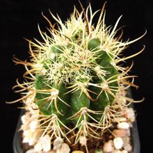 Una foto de Coleocephalocereus goebelianus