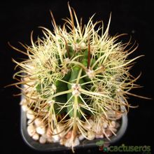 Una foto de Coleocephalocereus goebelianus