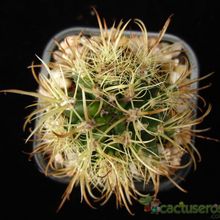 Una foto de Coleocephalocereus goebelianus