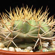 A photo of Gymnocalycium eurypleurum