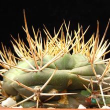 A photo of Gymnocalycium eurypleurum