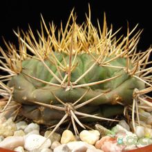 A photo of Gymnocalycium eurypleurum