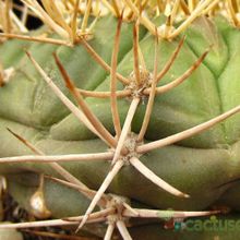 A photo of Gymnocalycium eurypleurum