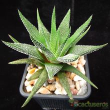 A photo of Haworthia fasciata cv. concolor
