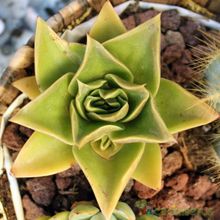 Una foto de Echeveria agavoides 