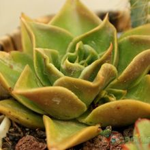 Una foto de Echeveria agavoides 