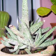 A photo of Gasteria carinata var. verrucosa