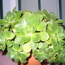 Una foto de Aeonium haworthii