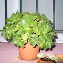 Una foto de Aeonium haworthii