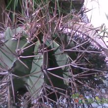 Una foto de Astrophytum ornatum fma. nudum