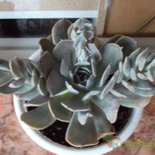 Una foto de Echeveria runyonii