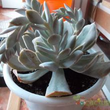 Una foto de Echeveria runyonii