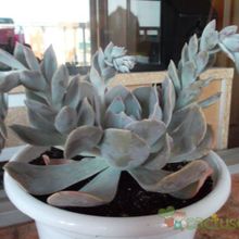 Una foto de Echeveria runyonii
