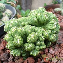 Una foto de Cereus peruvianus fma. monstruosa