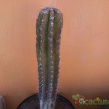 A photo of Pachycereus pecten-aboriginum