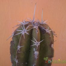 A photo of Pachycereus pecten-aboriginum