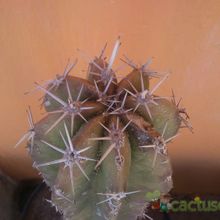 A photo of Pachycereus pecten-aboriginum