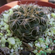 A photo of Gymnocalycium calochlorum