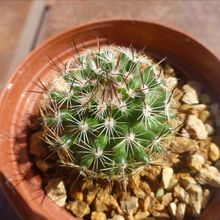 Photo of a cactus currently being identified