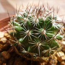 Photo of a cactus currently being identified