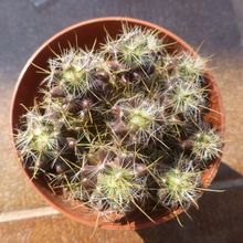 Foto de un cactus que se está identificando actualmente