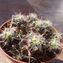 Foto de un cactus que se está identificando actualmente