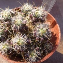 Foto de un cactus que se está identificando actualmente