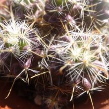 Foto de un cactus que se está identificando actualmente