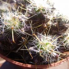Foto de un cactus que se está identificando actualmente
