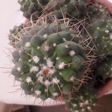 Photo of a cactus currently being identified