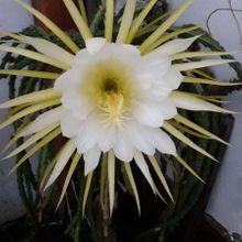 Foto de un cactus que se está identificando actualmente