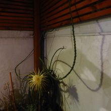 Foto de un cactus que se está identificando actualmente