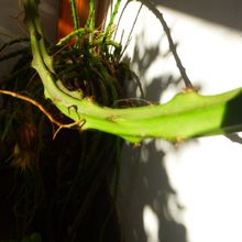 Foto de un cactus que se está identificando actualmente