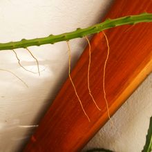 Foto de un cactus que se está identificando actualmente