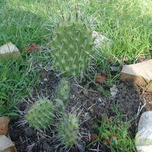 A photo of Opuntia sulphurea