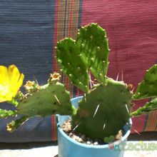 Una foto de Brasiliopuntia brasiliensis