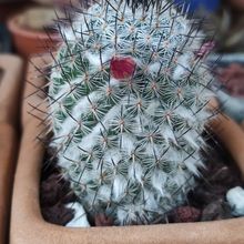 Foto de un cactus que se está identificando actualmente
