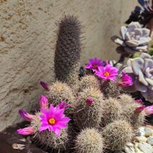 Una foto de Mammillaria mazatlanensis