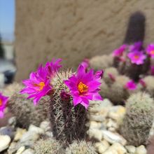 Una foto de Mammillaria mazatlanensis