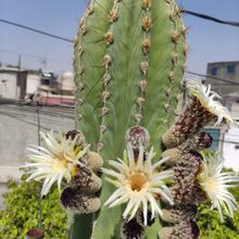 A photo of Pachycereus pecten-aboriginum