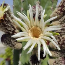 A photo of Pachycereus pecten-aboriginum