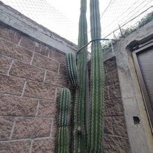 A photo of Pachycereus pecten-aboriginum
